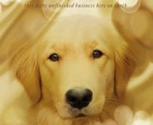 You’ll Weep Following A Dog’s Purpose